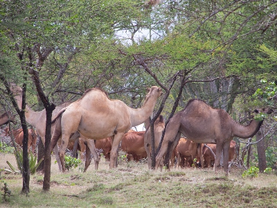 Camels Breeding in Pokot